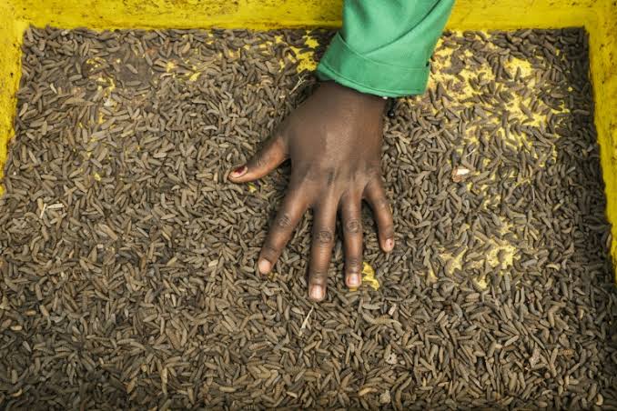 Kenyan Farmers Turn to Insect-Based Fertiliser to Restore Degraded Soil