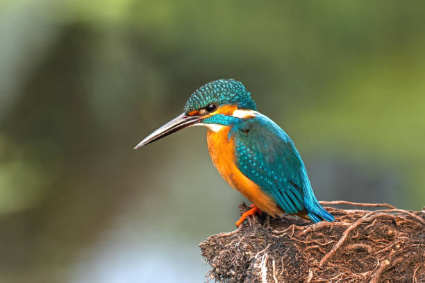 African Bird Club Reaches £750,000 in Grants for Bird Conservation Across Africa
